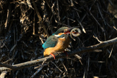 ドジョウ・デ・リング