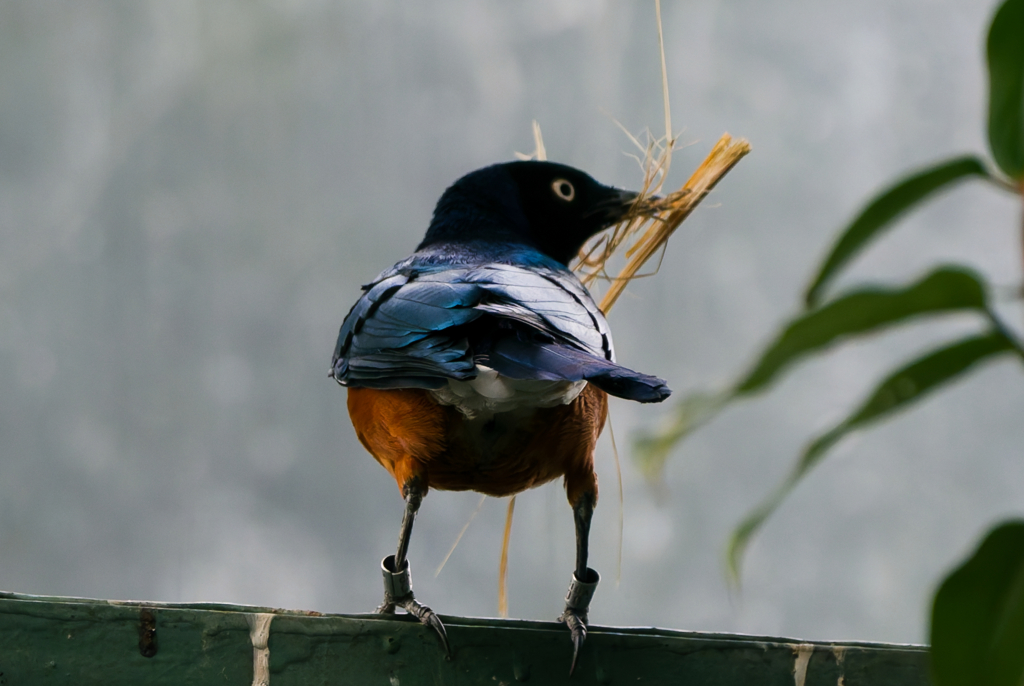 ツキノワテリムク_千葉市動物公園