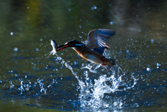 大きい魚ゲット！