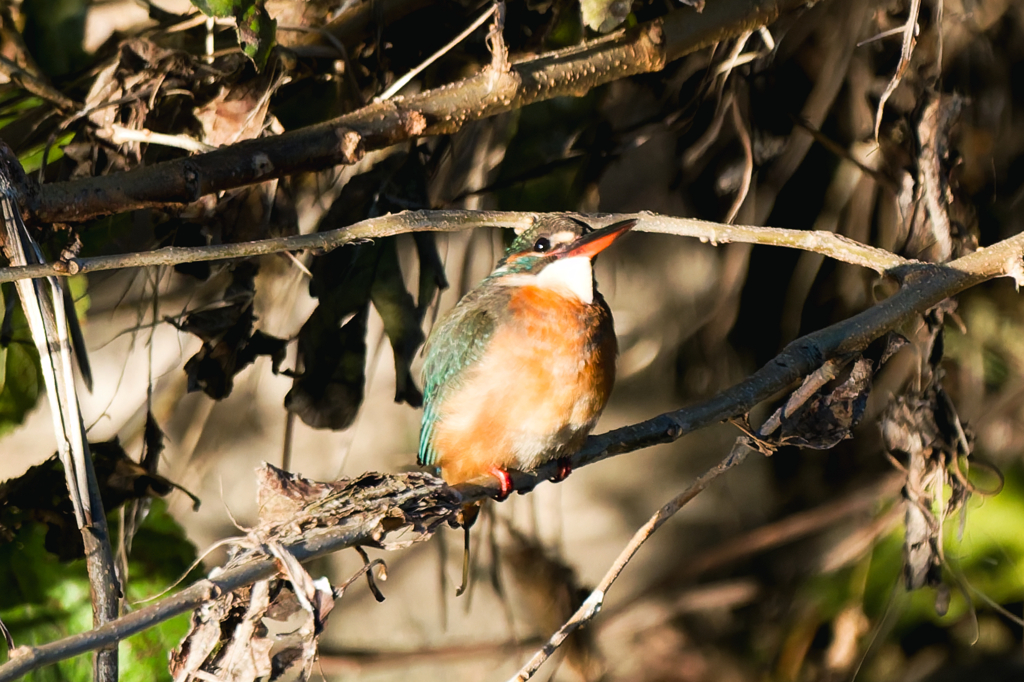上を向いて歩こう