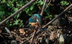 たたきつけタイム