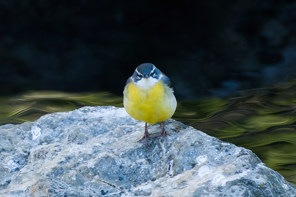 テニスボール？？（キセキレイ）