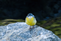 テニスボール？？（キセキレイ）