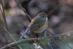 ルリビタキ（オス若）