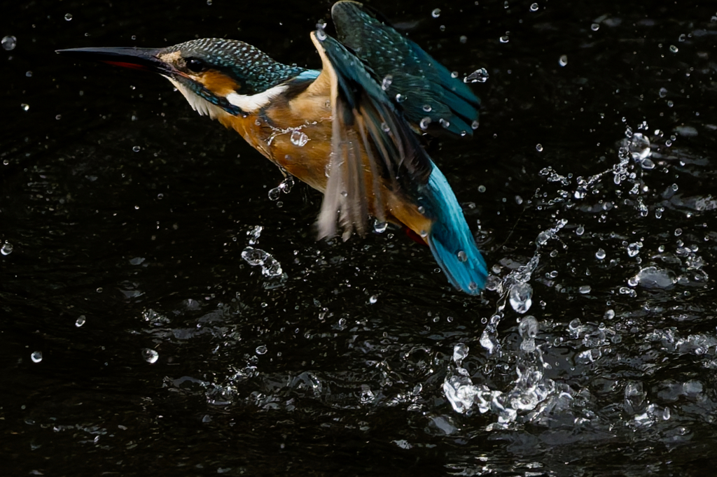 カワセミの捕食