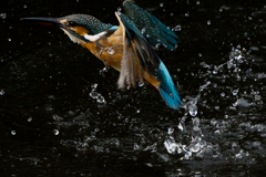 カワセミの捕食