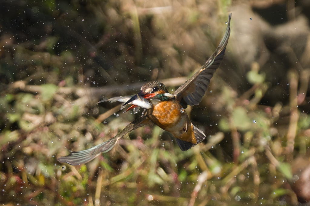 見事魚をキャッチ！