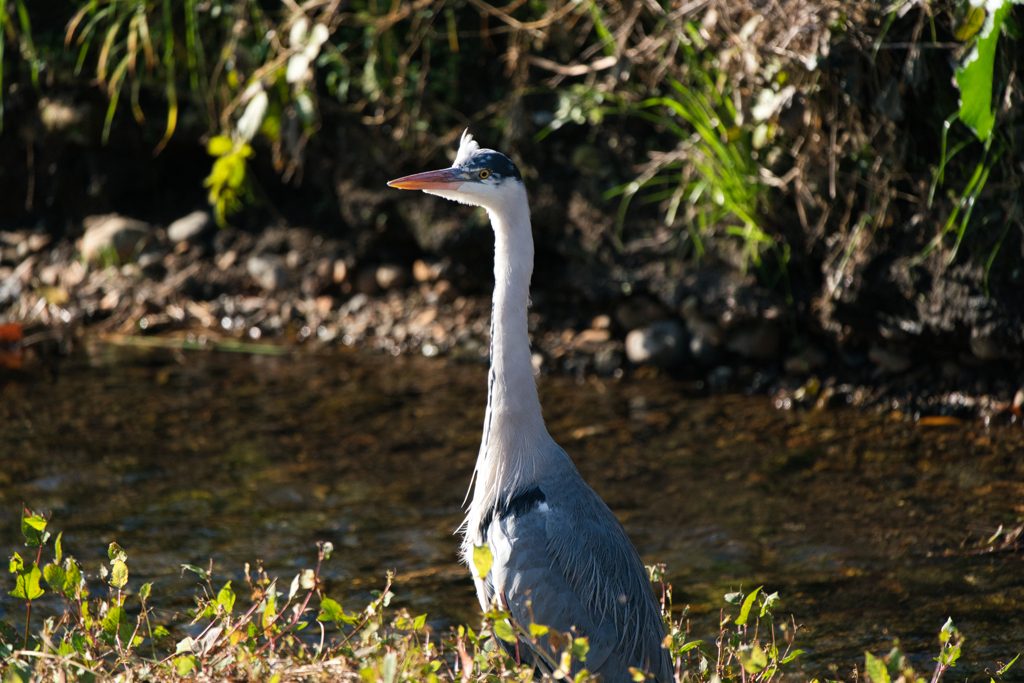 オシャレな髪型のアオサギ兄貴