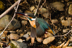 カワセミの飛翔