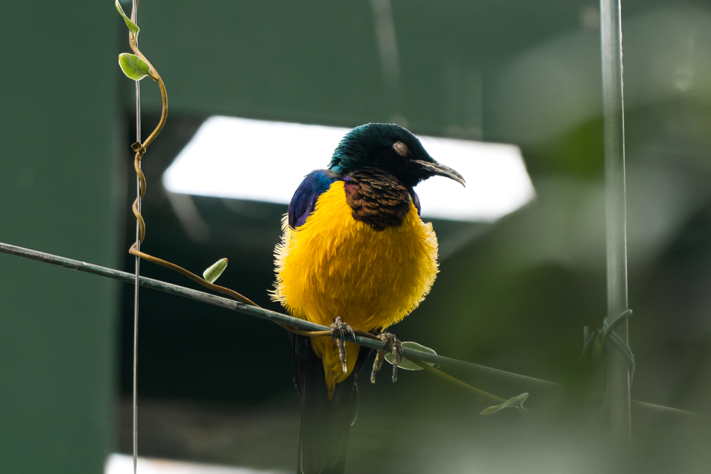 キンムネオナガテリムク_千葉市動物公園