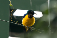 キンムネオナガテリムク_千葉市動物公園