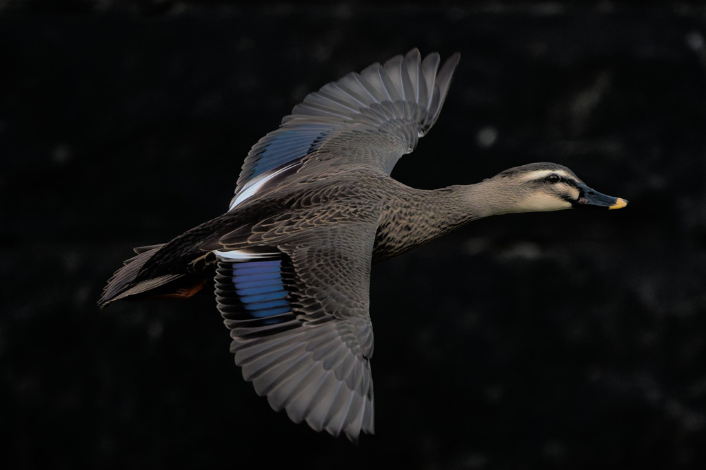 カルガモの飛翔