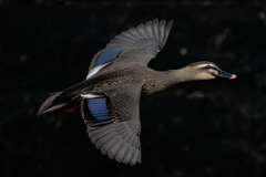 カルガモの飛翔