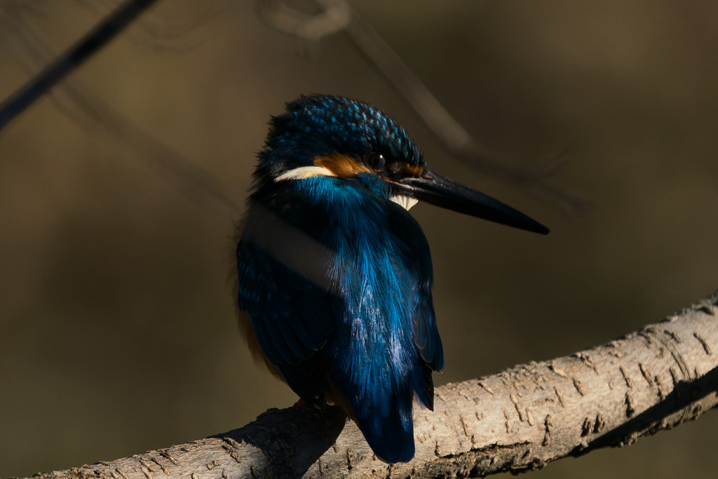 ただひたすらに蒼く