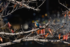 虹色に煌めくカワセミ