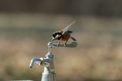 ここを回せば出るのかな...？