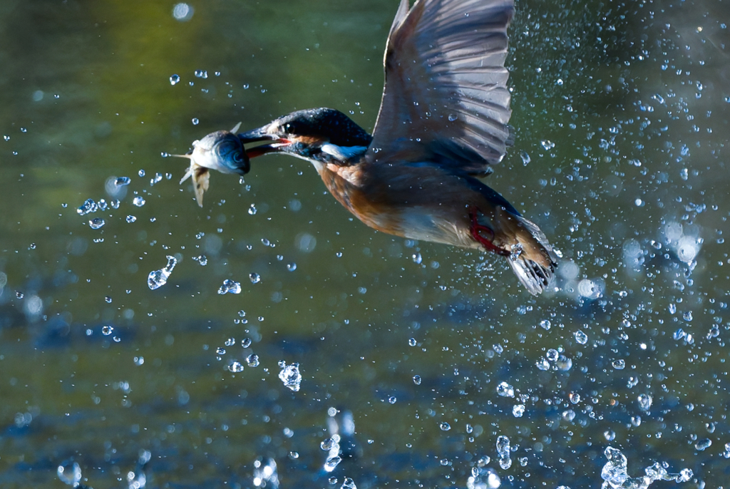 大きい魚ゲット！