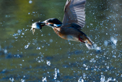 大きい魚ゲット！