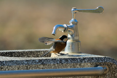 出ないけどなんか楽しい！