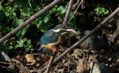もぐもぐタイム
