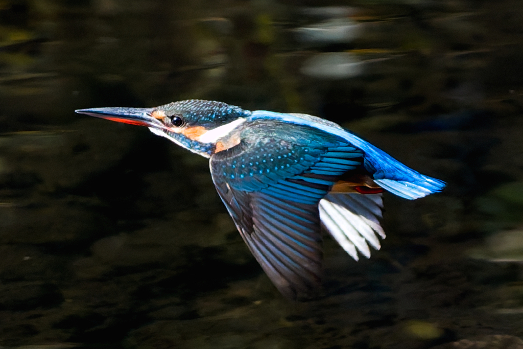 凛々しいカワセミ姫