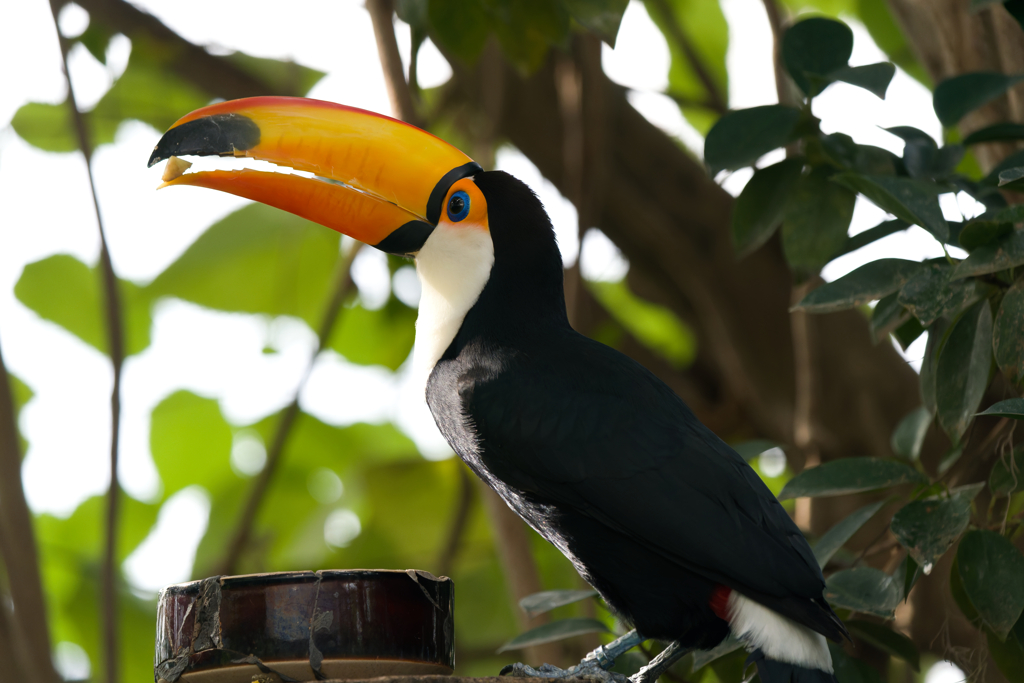 オニオオハシ_千葉市動物公園