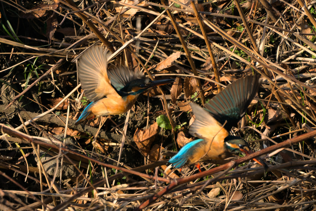 もう降参だって〜！