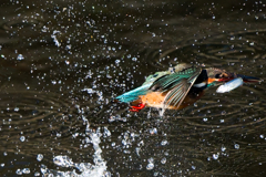 水飛沫カワセミ子