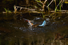 カワセミの捕食