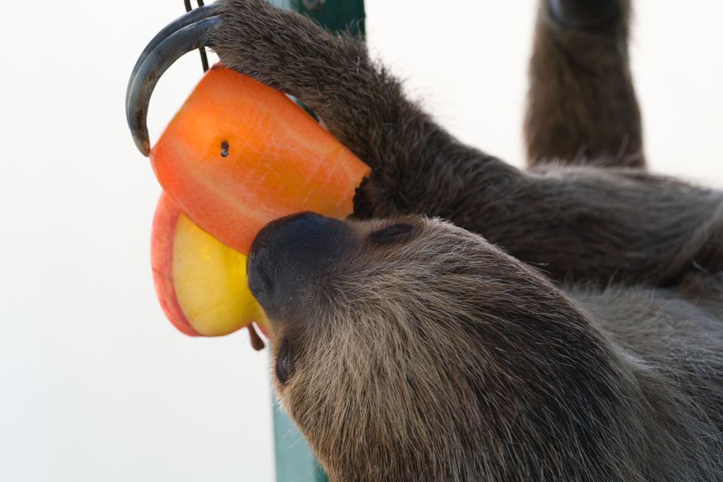 フタユビナマケモノ_千葉市動物公園