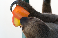 フタユビナマケモノ_千葉市動物公園