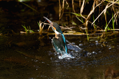 カワセミの捕食