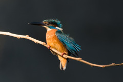 カンムリカワセミ(?)