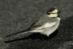 おっとりハクセキレイ