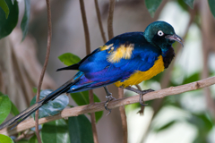 キンムネオナガテリムク_千葉市動物公園