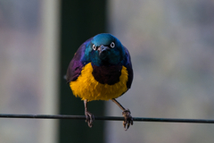 キンムネオナガテリムク_千葉市動物公園