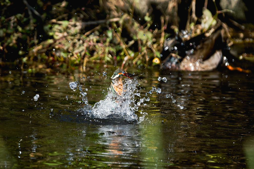 カワセミの捕食withカモ