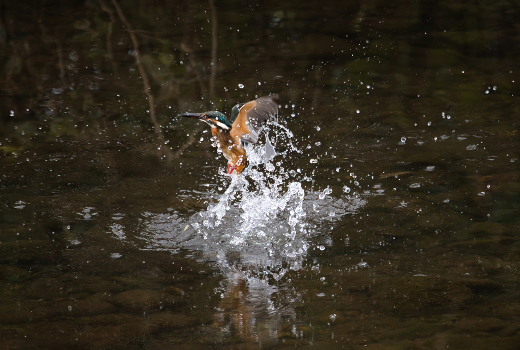 カワセミの捕食