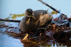 お気に入りの絨毯