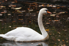 大池を優雅に泳ぐハクチョウ