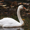 大池を優雅に泳ぐハクチョウ