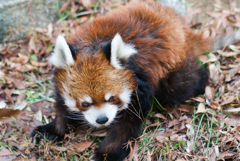レッサーパンダの風太_千葉市動物公園