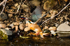 カワセミの飛翔