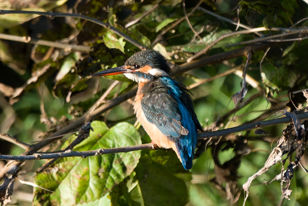 潜水後のわしゃわしゃカワセミ