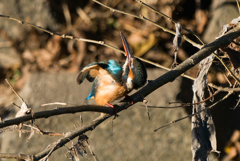 羽繕いカワセミ