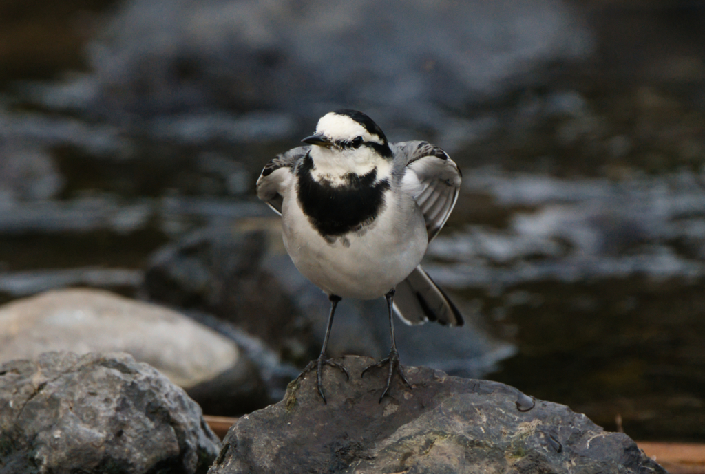 可愛いポーズをとるハクセキレイ