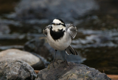 可愛いポーズをとるハクセキレイ