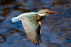 優雅なカワセミ子さん