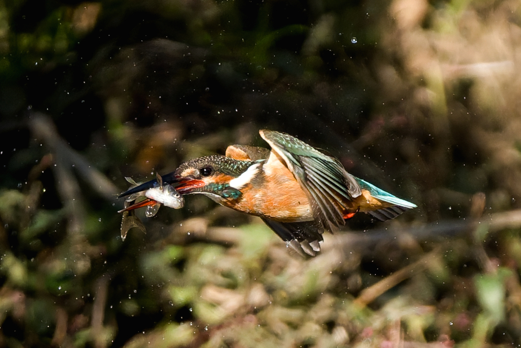 見事に魚をキャッチ！