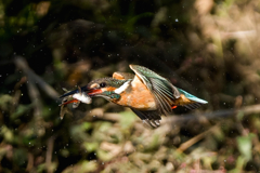 見事に魚をキャッチ！